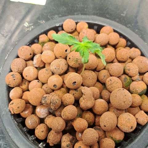 Milky way F1 Auto growlog photo: Really not sure what's going on with thease I was expecting great things as it's F1 but no growth in 5 days and deformation on the leaves 