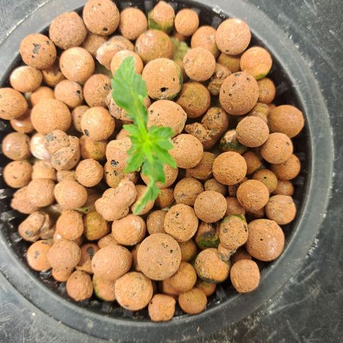 Milky way F1 Auto growlog photo: Really not sure what's going on with thease I was expecting great things as it's F1 but no growth in 5 days and deformation on the leaves 