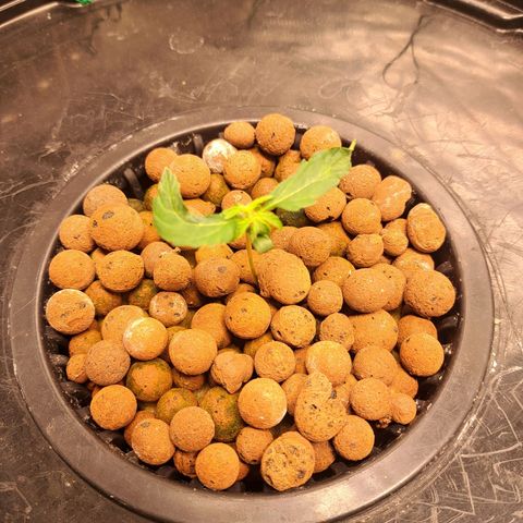 Milky way F1 Auto growlog photo: Really not sure what's going on with thease I was expecting great things as it's F1 but no growth in 5 days and deformation on the leaves 