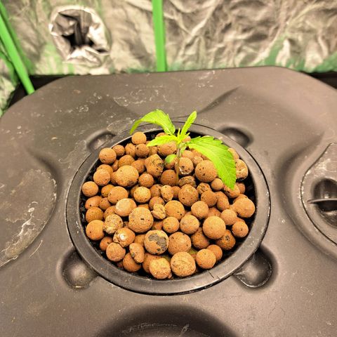 Special queen  #1 growlog timeline photo
