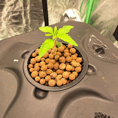 Special queen  #1 growlog timeline photo