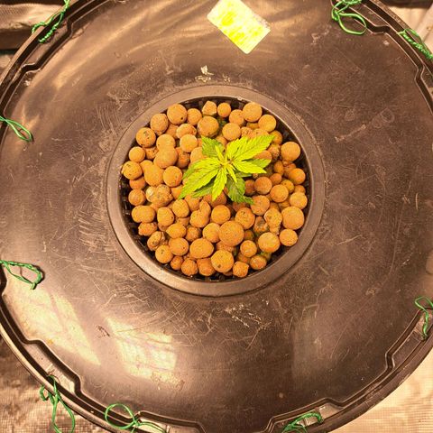 Milky way F1 Auto growlog photo: One doing slightly better than the other 