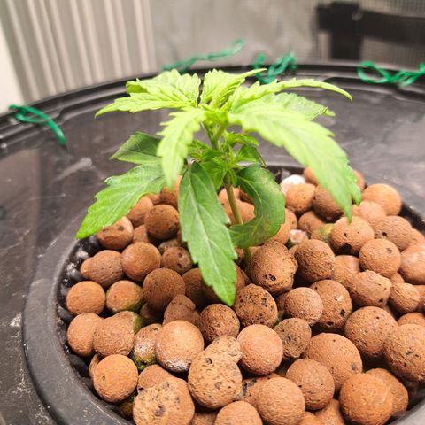 Milky way F1 Auto growlog photo: One doing slightly better than the other 