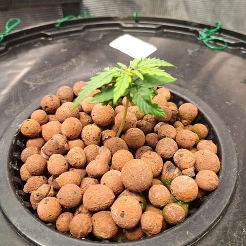 Milky way F1 Auto growlog photo: One doing slightly better than the other 