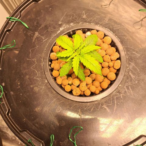 Milky way F1 Auto growlog photo: One doing slightly better than the other 