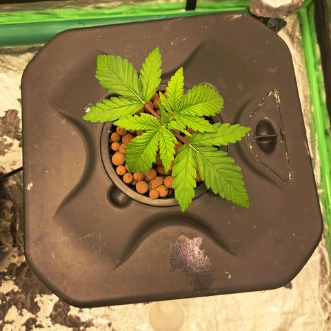 Special queen  #1 growlog photo: One showing a little bit more progress but both health with good strong roots showing 