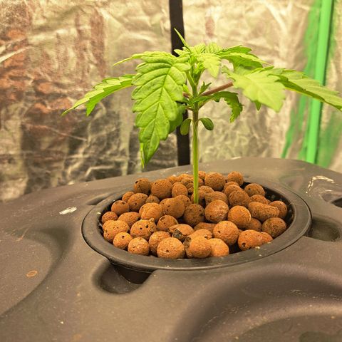 Special queen  #1 growlog photo: One showing a little bit more progress but both health with good strong roots showing 