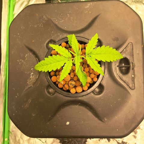 Special queen  #1 growlog photo: One showing a little bit more progress but both health with good strong roots showing 