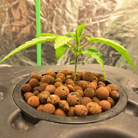 Special queen  #1 growlog photo: One showing a little bit more progress but both health with good strong roots showing 