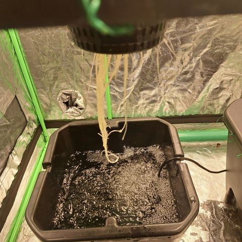 Special queen  #1 growlog photo: Topped today 6 nodes showing on each plant showing really good roots 👌 
