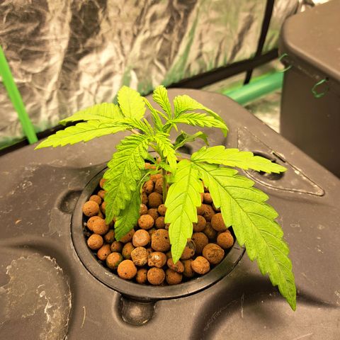Special queen  #1 growlog photo: Topped today 6 nodes showing on each plant showing really good roots 👌 