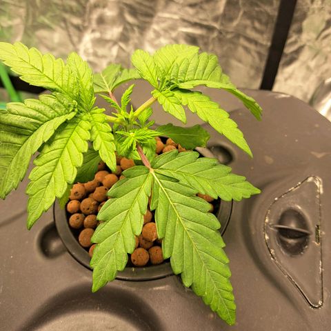 Special queen  #1 growlog photo: Topped today 6 nodes showing on each plant showing really good roots 👌 