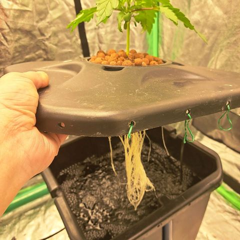 Special queen  #1 growlog photo: Topped today 6 nodes showing on each plant showing really good roots 👌 