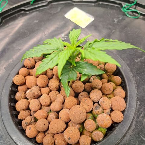Milky way F1 Auto growlog photo: Still very slow growth and stumpy 