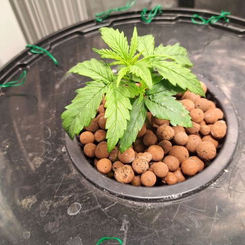 Milky way F1 Auto growlog photo: Still very slow growth and stumpy 