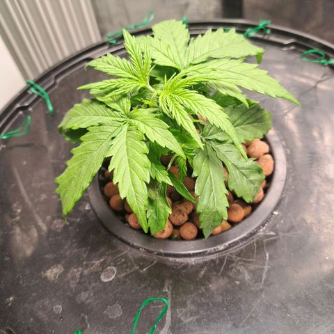 Milky way F1 Auto growlog timeline photo