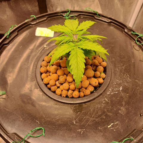 Milky way F1 Auto growlog timeline photo