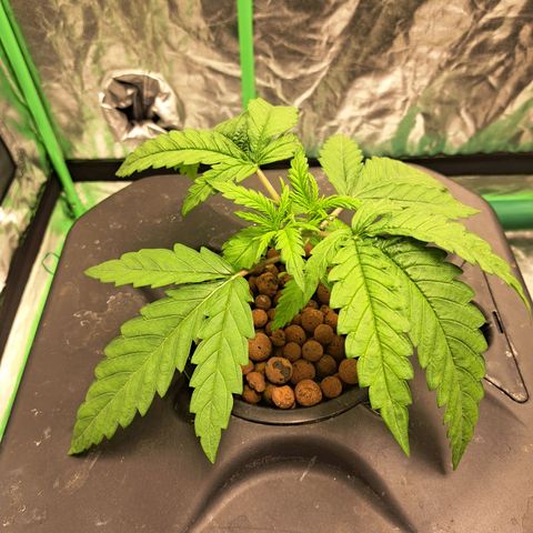 Special queen  #1 growlog timeline photo