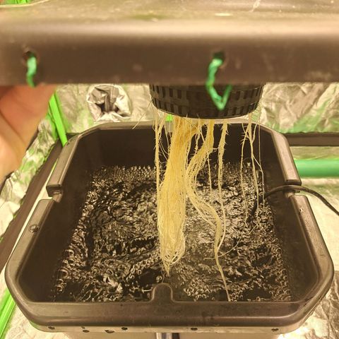 Special queen  #1 growlog timeline photo