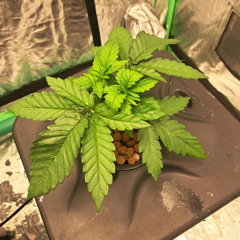 Special queen  #1 growlog timeline photo