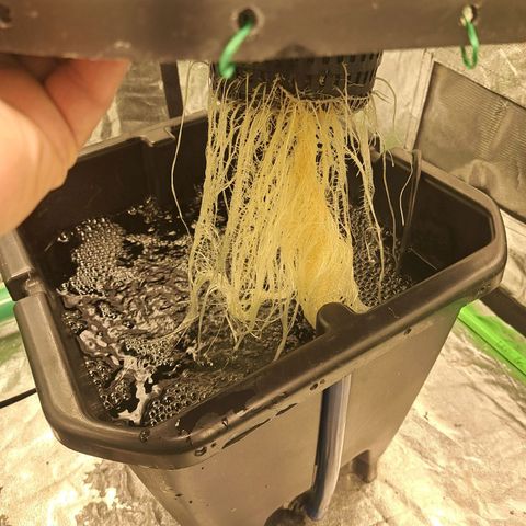 Special queen  #1 growlog timeline photo