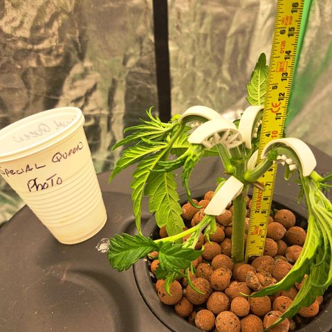 Special queen  #1 growlog timeline photo