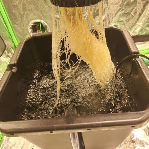 Special queen  #1 growlog timeline photo