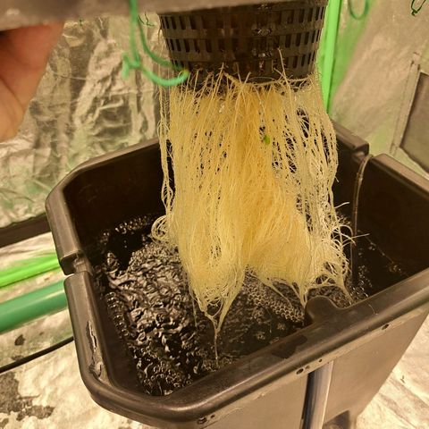 Special queen  #1 growlog timeline photo