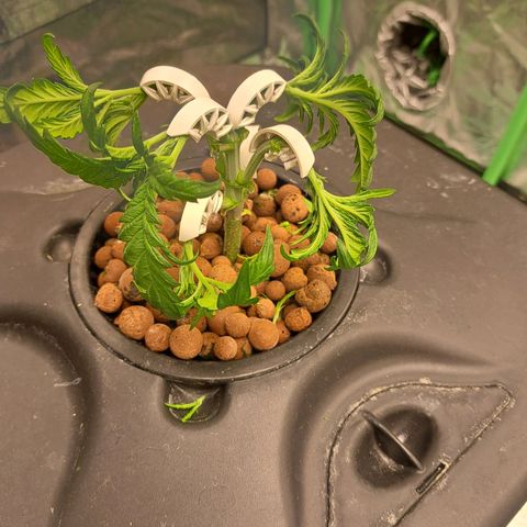 Special queen  #1 growlog timeline photo