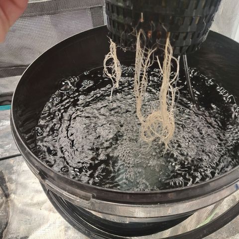 Milky way F1 Auto growlog timeline photo
