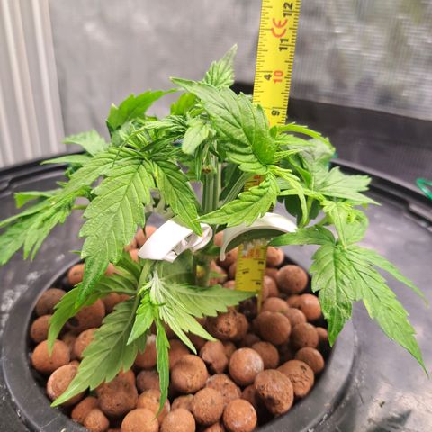Milky way F1 Auto growlog timeline photo