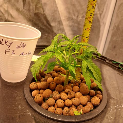 Milky way F1 Auto growlog timeline photo