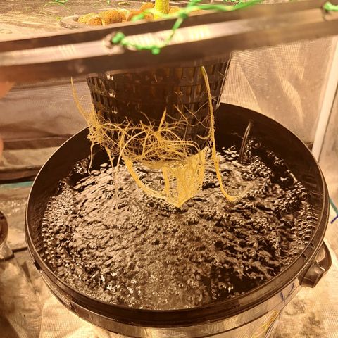 Milky way F1 Auto growlog timeline photo