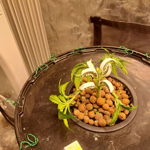 Milky way F1 Auto growlog timeline photo