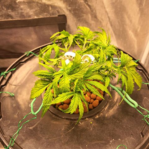 Milky way F1 Auto growlog timeline photo