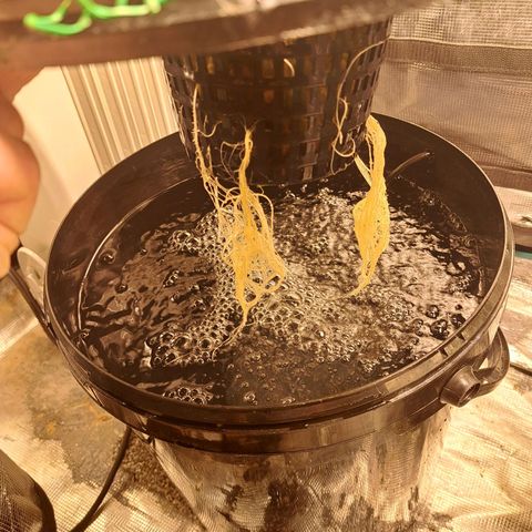 Milky way F1 Auto growlog timeline photo