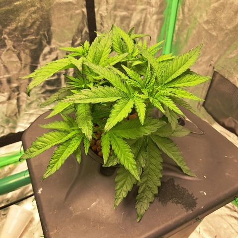 Special queen  #1 growlog timeline photo