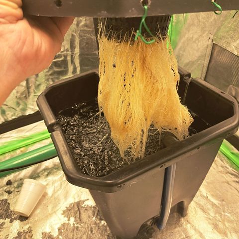 Special queen  #1 growlog timeline photo