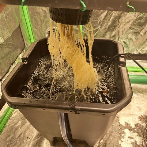 Special queen  #1 growlog timeline photo