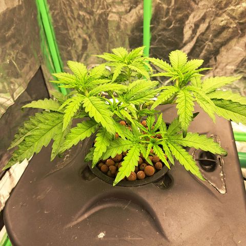 Special queen  #1 growlog timeline photo