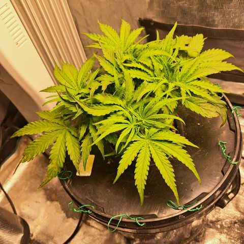 Milky way F1 Auto growlog photo: Showing some rust spots on leaves still not much growth 