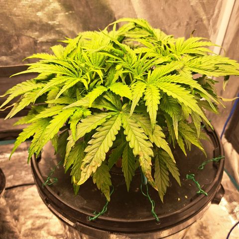 Milky way F1 Auto growlog photo: Showing some rust spots on leaves still not much growth 