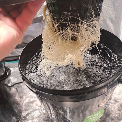 Milky way F1 Auto growlog photo: Showing some rust spots on leaves still not much growth 