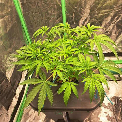 Special queen  #1 growlog photo: Looking really healthy great root growth 
