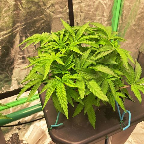 Special queen  #1 growlog photo: Looking really healthy great root growth 