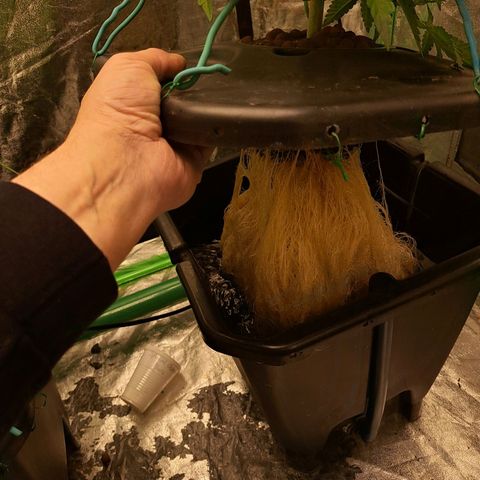 Special queen  #1 growlog photo: Looking really healthy great root growth 