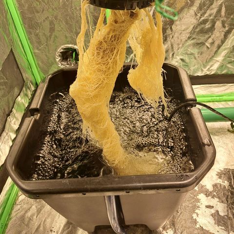 Special queen  #1 growlog photo: Looking really healthy great root growth 