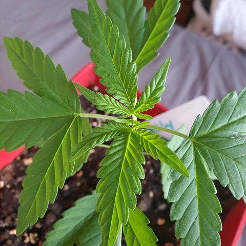 Early Skunk growlog photo: Première feuilles "complétes"