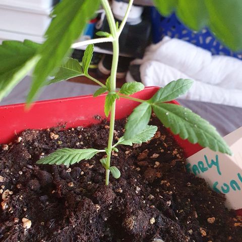 Early Skunk growlog photo: Première feuilles "complétes"