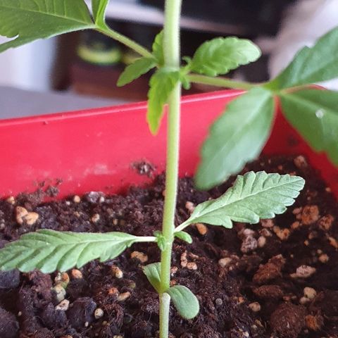 Early Skunk growlog photo: Première feuilles "complétes"